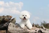 BICHON FRISE 190